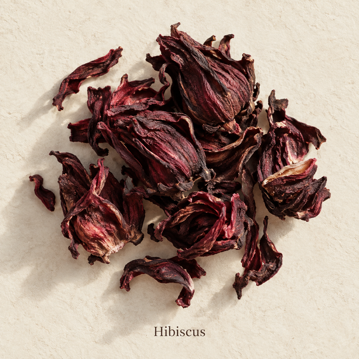 Illustration botanique de Hibiscus, avec son nom sur fond crème.