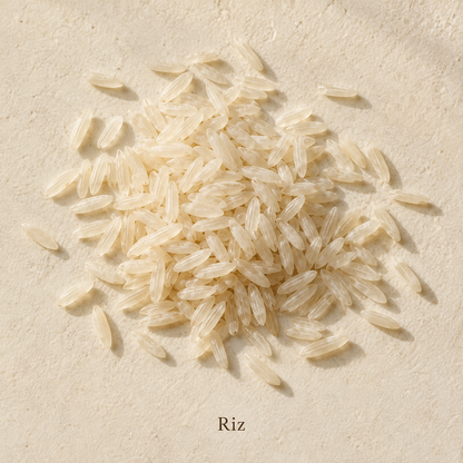 Illustration botanique de Riz, avec son nom sur fond crème.