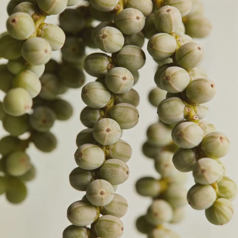 Charger la vidéo : 