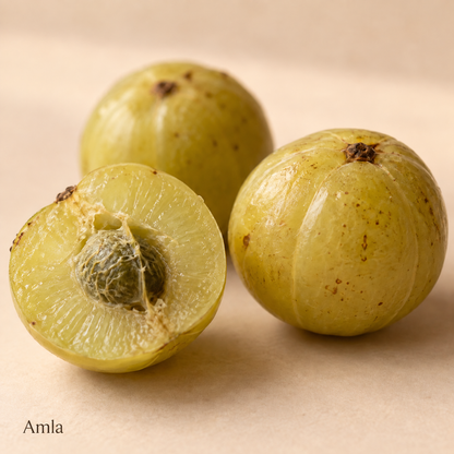 Illustration botanique de l’amla, avec son nom sur fond crème.