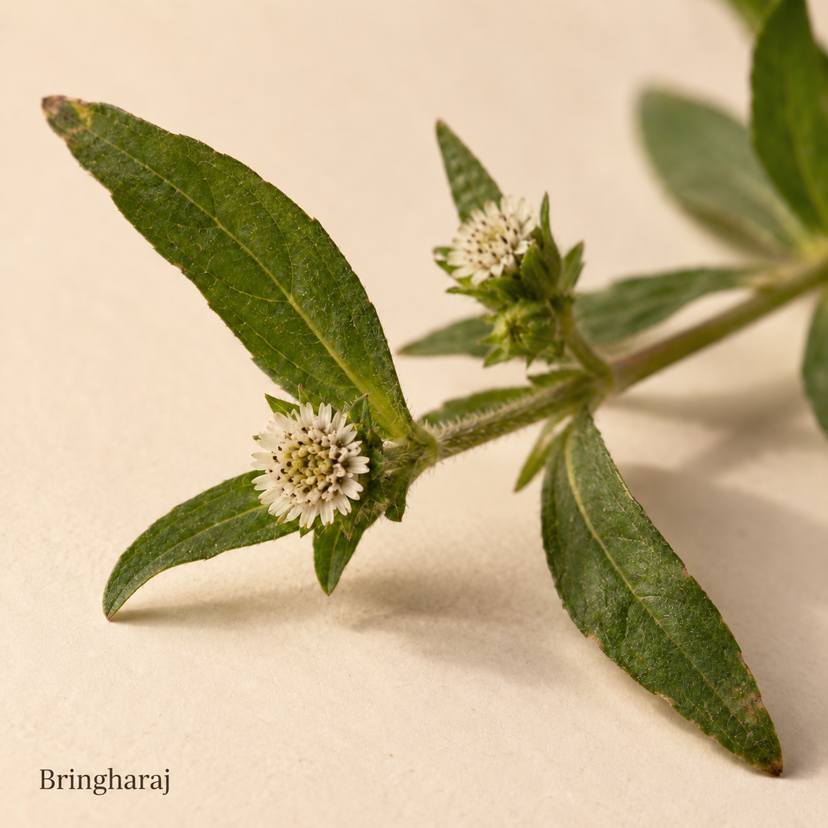 Illustration botanique du bringharaj, avec son nom sur fond crème.
