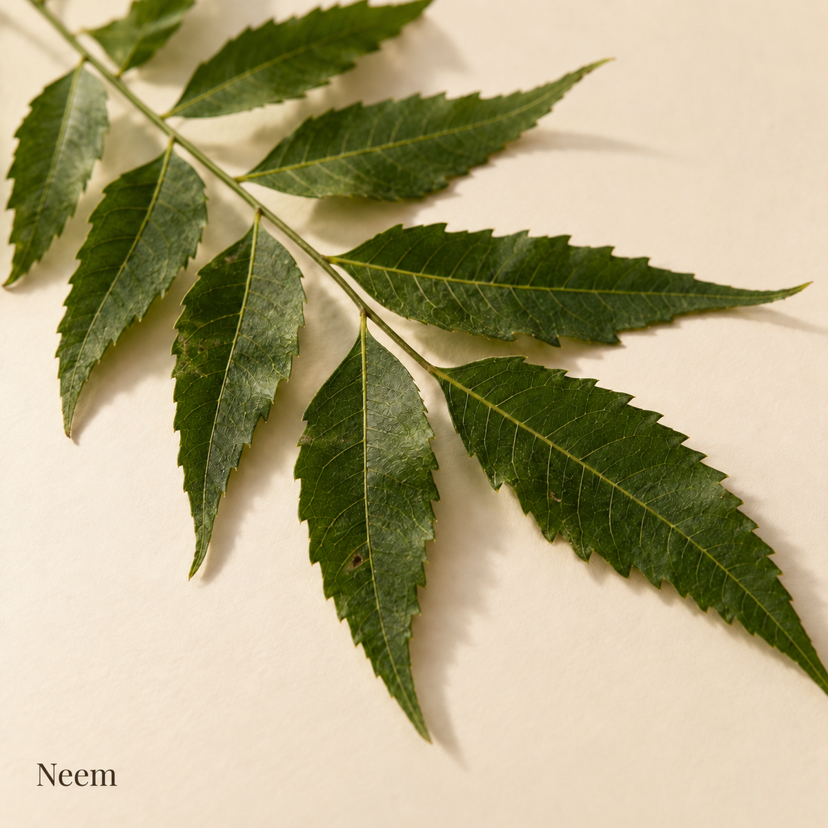 Illustration botanique du neem, avec son nom sur fond crème.