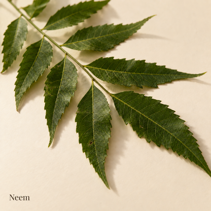Illustration botanique du neem, avec son nom sur fond crème.
